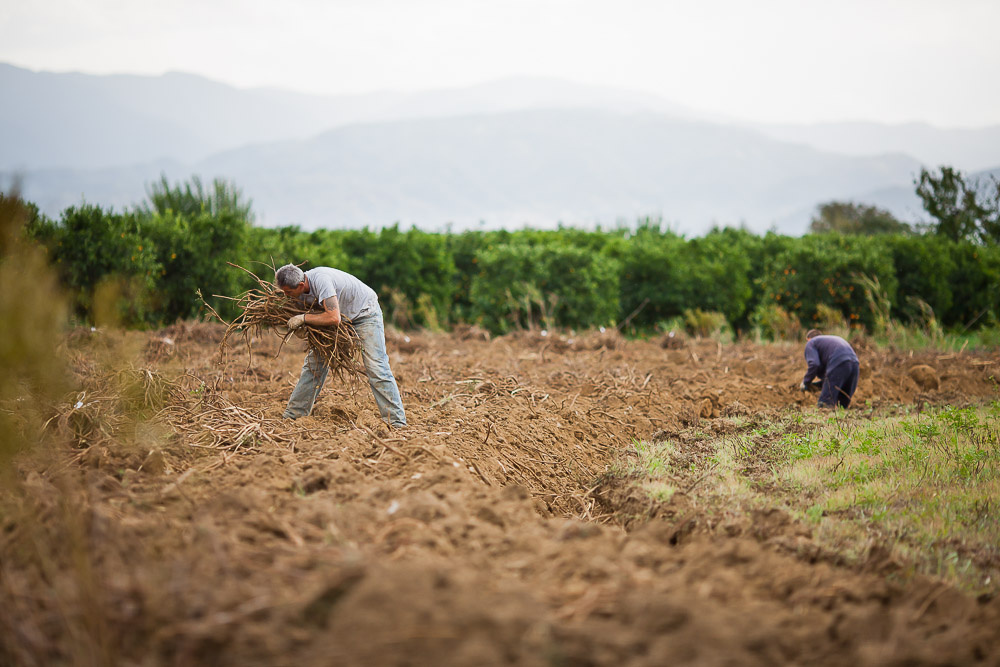 La liquirizia italiana